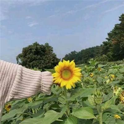 逆天异兽手游